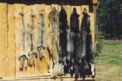 Wolf and coyote hunting