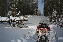 Hunting wolf and coyote