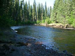 Grayling heaven