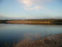 Moose pasture