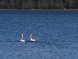 swans