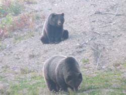 grizzly