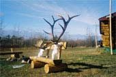 elk