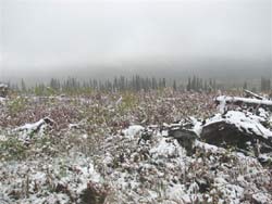 Moose pasture