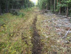 game trail