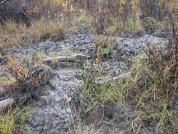 hoof prints