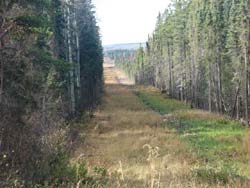 moose hunt