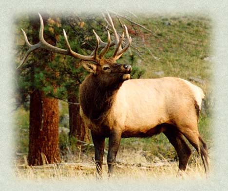 Moose elk bear wolf hunts in wilderness areas in northern BC Canada