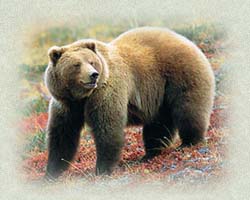 Grizzly Bear - Click to Enlarge