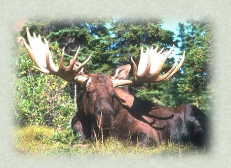 Hunt with big game guides in northern BC Canada