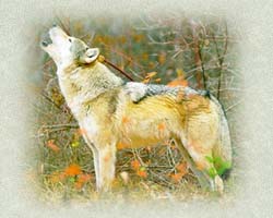 Wolf - Click to Enlarge