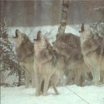 wolf