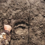 Bigfoot Track